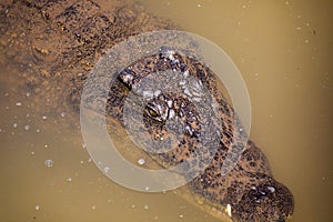 African Nile crocodile in water