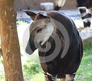 An African Okapi