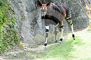 African Okapi walking in zoo