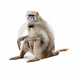 African Olive Baboon - Isolated on White