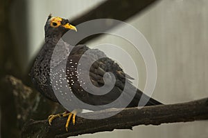 African olive pigeon (Columba arquatrix).