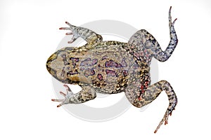 African olive toad on white
