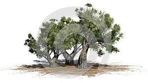 African Olive trees on sand area on white background