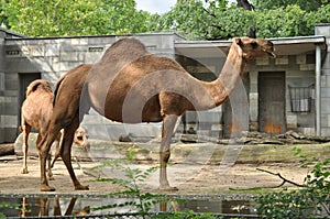African one-humped camels dromadery at the zoo next to the watering hole they will drink photo