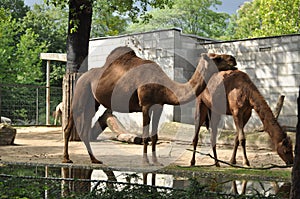 African one-humped camels dromadery at the zoo next to the watering hole they will drink photo