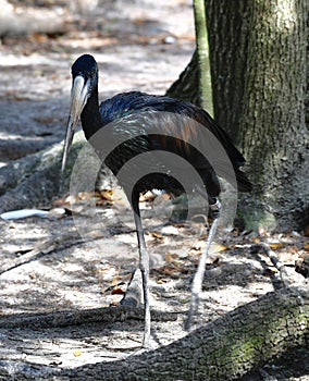 An African Open-bill Stork