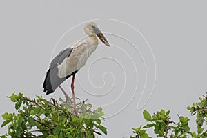 African open-billed stork perched atop a tall tree, its wings outstretched and beak open