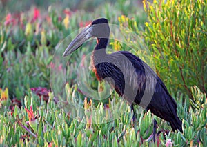 African Openbill