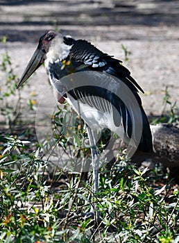 An African Openbill