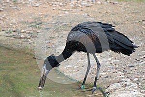 African Openbill