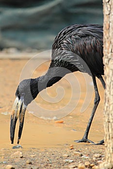 African openbill