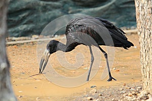African openbill
