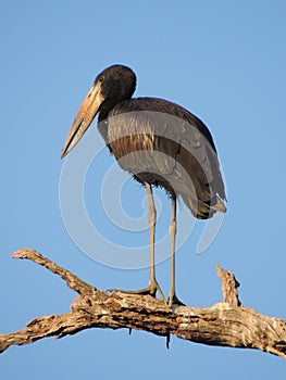 African Openbill