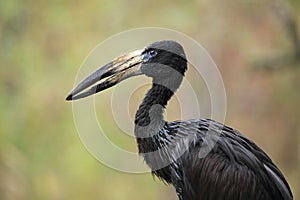 African openbill