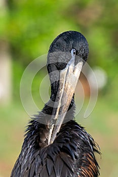 The African openbill Anastomus lamelligerus head close up, is a species of stork in the family Ciconiidae standing in the grass