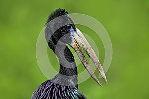 African openbill, Anastomus lamelligerus, portrait of stork from Uganda, Africa. Head with nice bill. Black bird with open.