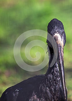 African Openbill (Anastomus lamelligerus) in Southern Madagascar