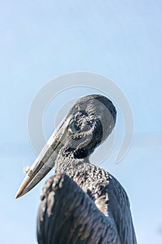 African Openbill (Anastomus lamelligerus) in Southern Madagascar