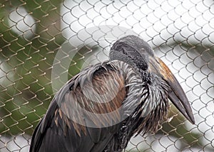 African Openbill (Anastomus lamelligerus) in Southern Madagascar