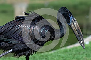 The African openbill Anastomus lamelligerus is a species of stork in the family Ciconiidae standing in the grass showing its