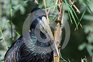 The African openbill Anastomus lamelligerus is a species of stork in the family Ciconiidae standing in the grass showing its