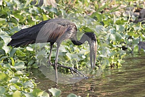 African openbill feeding on the overgrown shore of Lake Victoria
