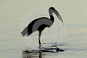 African openbill stork