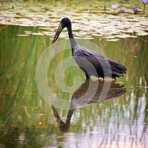 African openbill stork