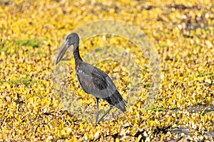African Openbill stork in a small lake