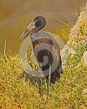 African OpenBilled Stork