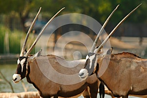 African Oryx photo