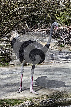African ostrich 21