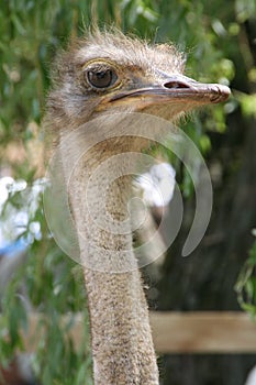 African ostrich funny face