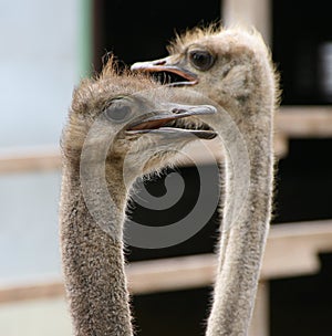 African ostrich funny face