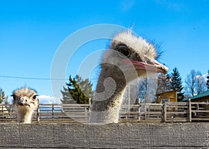 The African ostrich head closeup on blue sky background.