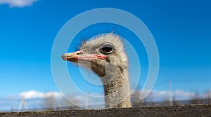 The African ostrich head closeup on blue sky background.