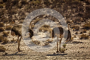 African Ostrich in Kgalagadi transfrontier park, South Africa;