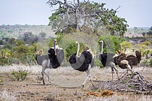 African Ostrich in Kruger National park, South Africa