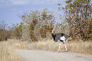 African Ostrich in Kruger National park, South Africa