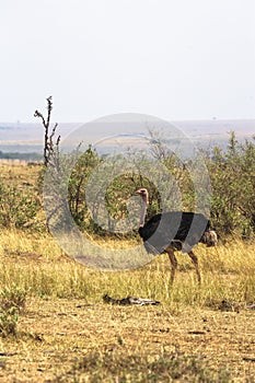 African ostrich male in the savannah Masai Mara. Kenya, Africa
