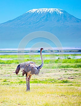 African ostrich. Mount Kilimanjaro