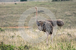 African ostrich portrait.