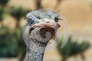 African ostrich. Portrait of the largest flightless keelless ostrich bird