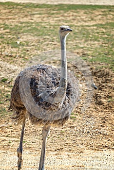 African ostrich looking at the camera