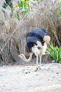 An African ostrich stands on the sand staring ahead.