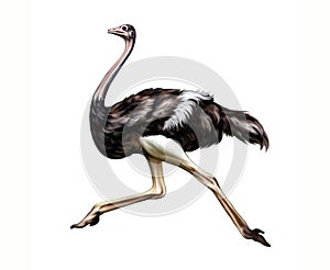 African ostrich Struthio camelus