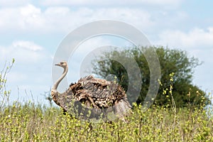 African ostrich in the tall bush in nairobi national park. Blye sky in the background.