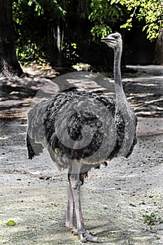 African ostrich walking in its eclosure 4