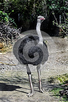 African ostrich walking in its eclosure 9