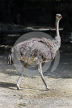 African ostrich 10